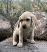 Puppy 5 Labrador Retriever