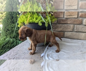Irish Setter Puppy for sale in GOSHEN, IN, USA