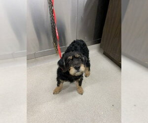 Labrottie Dogs for adoption in Fairbanks, AK, USA