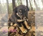 Small Photo #4 Australian Shepherd Puppy For Sale in WILLIAMS, AZ, USA