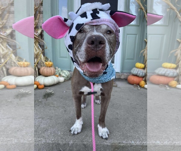 Medium Photo #3 American Pit Bull Terrier-Unknown Mix Puppy For Sale in Germantown, OH, USA