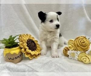 Pomsky Puppy for Sale in LAWRENCEBURG, Kentucky USA