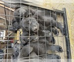 Small #5 Shepradors