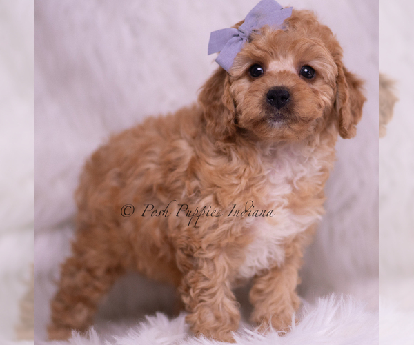 Medium Photo #4 Poodle (Toy) Puppy For Sale in WARSAW, IN, USA