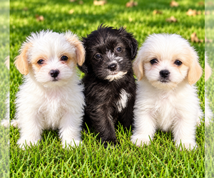 Shih-Poo Puppy for sale in FAIR HAVEN, MI, USA