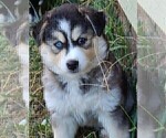 Puppy 2 Pomsky