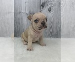 Puppy Puppy 2 French Bulldog