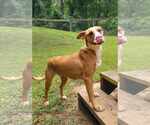 Small #2 Black Mouth Cur-Boxer Mix