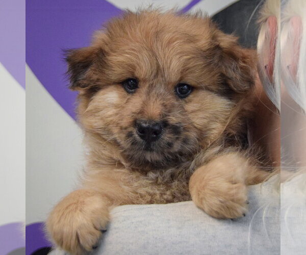Medium Photo #5 Chow Chow-Unknown Mix Puppy For Sale in Huntley, IL, USA