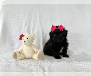 ShihPoo Puppy for sale in ELKTON, KY, USA