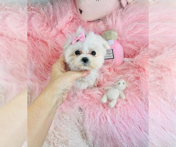 Medium Photo #15 Maltese Puppy For Sale in TAMPA, FL, USA
