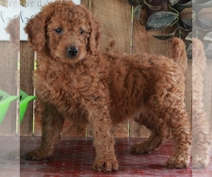 Goldendoodle (Miniature) Puppy for sale in FREDERICKSBURG, OH, USA