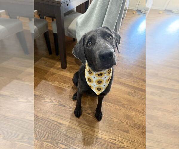 Medium Photo #2 Labrador Retriever-Unknown Mix Puppy For Sale in Boston, MA, USA