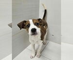 Small #1 American Pit Bull Terrier-Catahoula Leopard Dog Mix