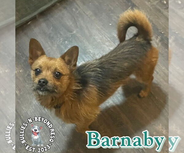 Medium Photo #3 Chiweenie Puppy For Sale in Omaha, NE, USA