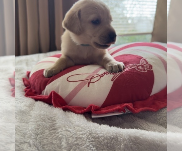 Medium Photo #18 Labrador Retriever Puppy For Sale in ELIZABETH, WV, USA