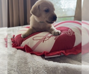 Medium Labrador Retriever