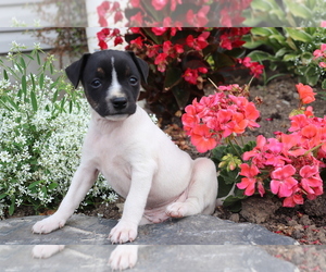 Boston Terrier-Unknown Mix Puppy for sale in SHILOH, OH, USA