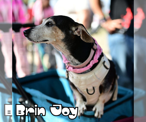 Medium Photo #7 Dachshund Puppy For Sale in San Antonio, TX, USA