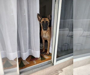 Divi - Located in Florida - Female Mutt Dog for Adoption - Photo #4
