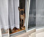 Small Photo #4 Mutt Puppy For Sale in Imlay City, MI, USA