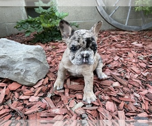 French Bulldog Puppy for Sale in PRYOR, Oklahoma USA