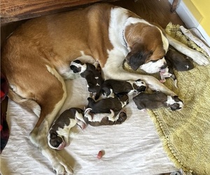Saint Bernard Litter for sale in CAPON BRIDGE, WV, USA