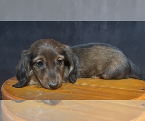 Dachshund Puppy for sale in LAWSON, MO, USA