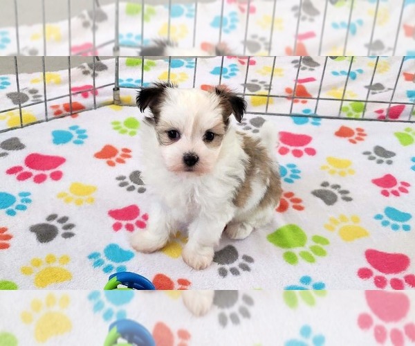 Medium Photo #13 Papitese Puppy For Sale in ORO VALLEY, AZ, USA