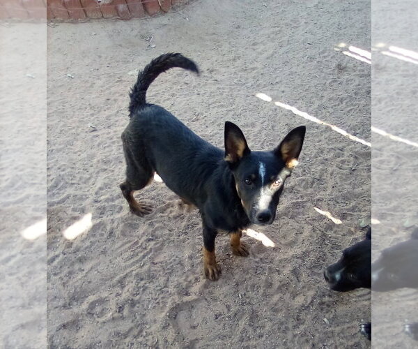 Medium Photo #2 Mutt Puppy For Sale in Apple Valley, CA, USA