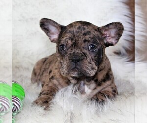 Faux Frenchbo Bulldog Puppy for sale in EPHRATA, PA, USA