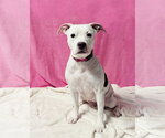 Small Photo #2 American Pit Bull Terrier-Unknown Mix Puppy For Sale in Spring Lake, NJ, USA