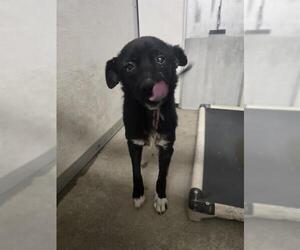 Mutt Dogs for adoption in Stockton, CA, USA