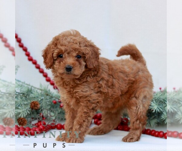 Medium Photo #4 Goldendoodle (Miniature) Puppy For Sale in NARVON, PA, USA