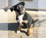 Small #5 Collie-German Shepherd Dog Mix