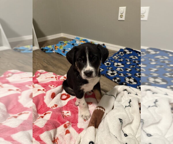 Medium Photo #3 Border Collie-Unknown Mix Puppy For Sale in OKLAHOMA CITY, OK, USA