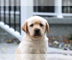Small Photo #17 Labrador Retriever Puppy For Sale in SYRACUSE, IN, USA