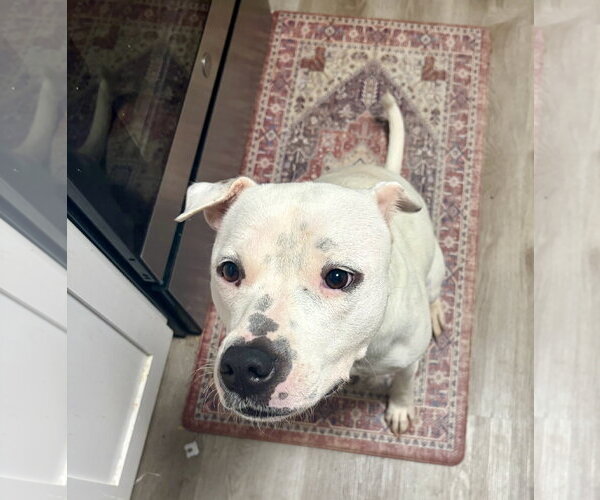 Medium Photo #3 American Bulldog-Unknown Mix Puppy For Sale in Calhoun, GA, USA