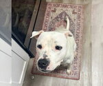 Small #2 American Bulldog Mix