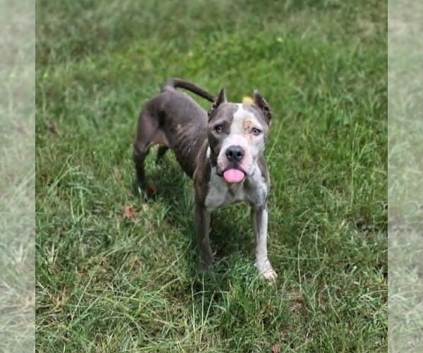Medium Photo #2 American Staffordshire Terrier-Unknown Mix Puppy For Sale in Anniston, AL, USA