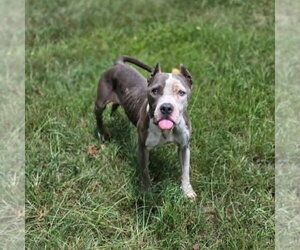 Scarlett - Female American Staffordshire Terrier-Unknown Mix Dog for Adoption - Photo #2