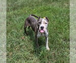 Small #1 American Staffordshire Terrier Mix