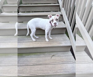 Hazel - Female American Pit Bull Terrier-Unknown Mix Dog for Adoption - Photo #3
