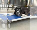 MONICA - Female Border-Aussie Dog for Adoption - Small photo