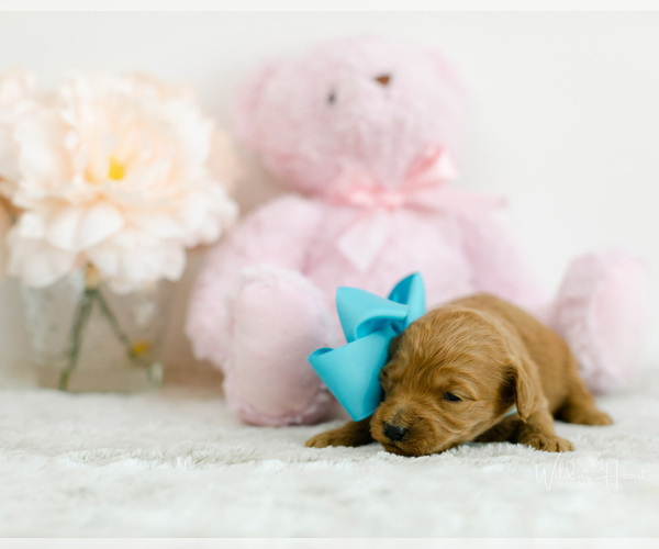 Medium Photo #3 Goldendoodle (Miniature) Puppy For Sale in LITTLE ROCK, AR, USA