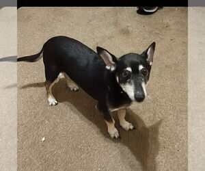 Mutt Dogs for adoption in Vail, AZ, USA