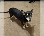Small Mutt