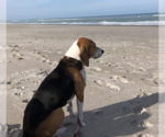 Small Photo #4 Beagle-Unknown Mix Puppy For Sale in Valrico, FL, USA
