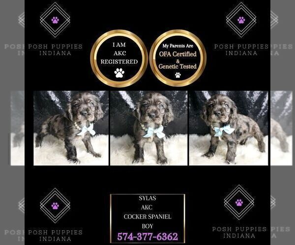 Medium Photo #3 Cocker Spaniel Puppy For Sale in WARSAW, IN, USA