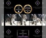Small Photo #115 Cocker Spaniel Puppy For Sale in WARSAW, IN, USA